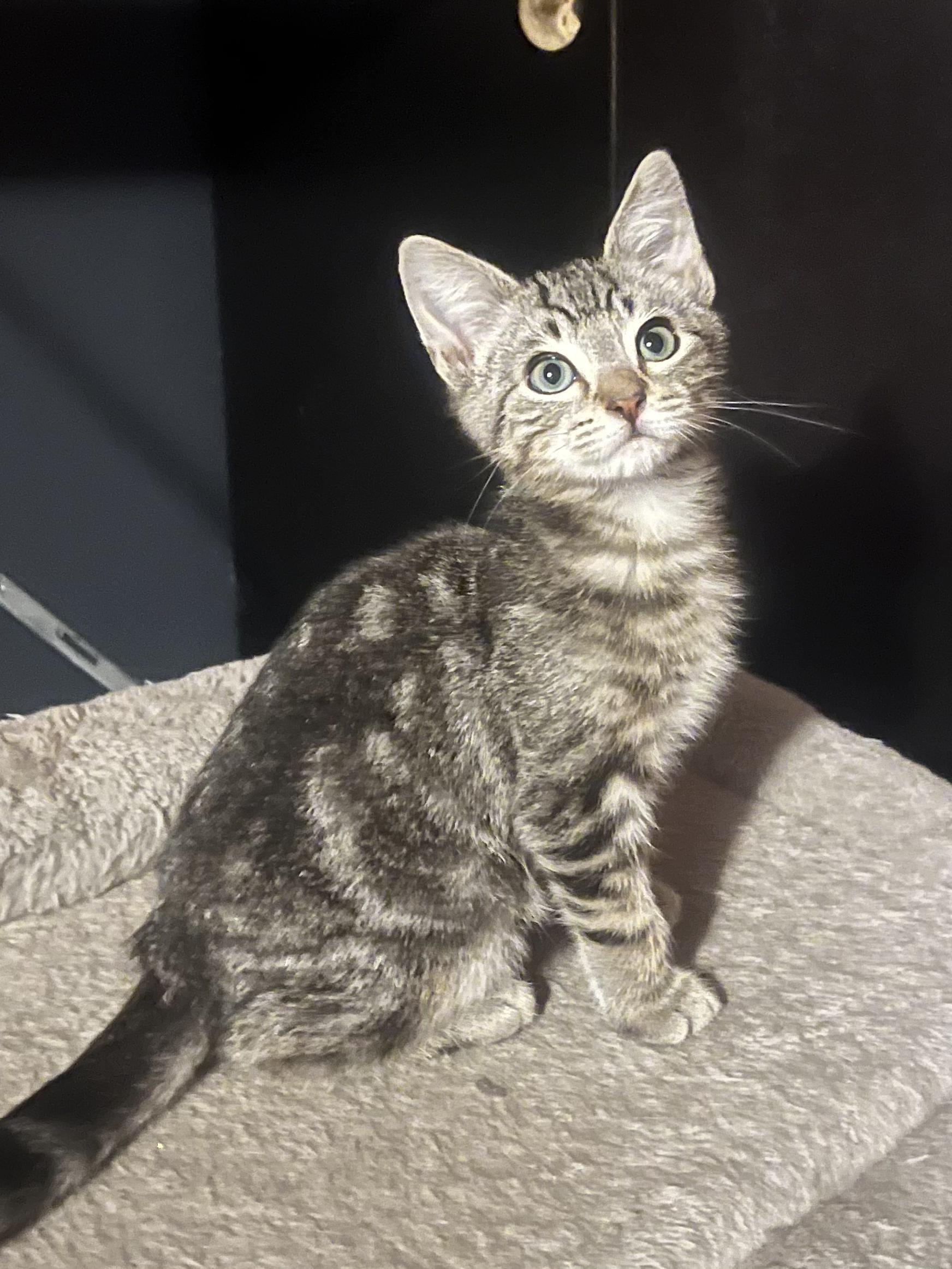 Enlarge Pre-Adoption: Wonton, a ADOPTABLE Domestic Short Hair in Chilliwack, BC image 1/1