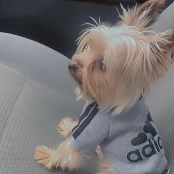 Yaga, Adoptable, Senior Male Yorkshire Terrier.