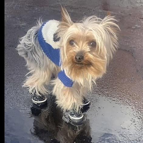 Enlarge Yaga, a Adoptable Yorkshire Terrier in Tunkhannock, PA image 2/6