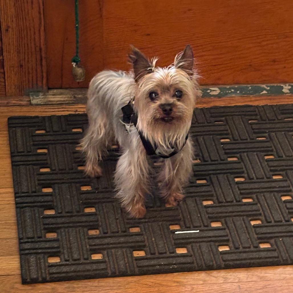 Enlarge Yaga, a Adoptable Yorkshire Terrier in Tunkhannock, PA image 3/6