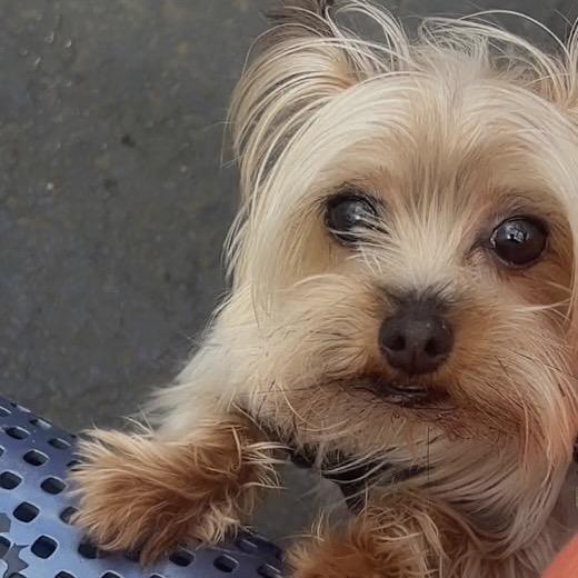 Enlarge Yaga, a Adoptable Yorkshire Terrier in Tunkhannock, PA image 4/6