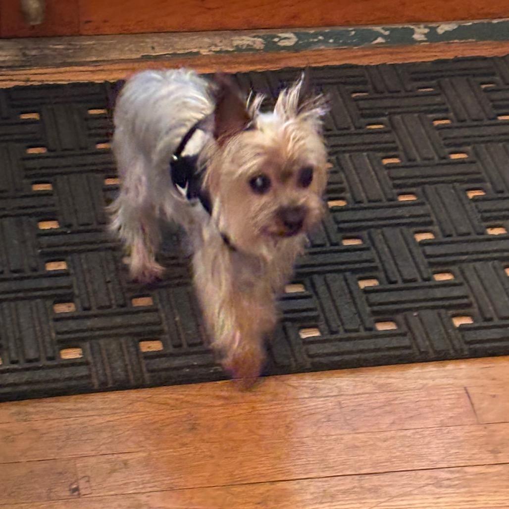 Enlarge Yaga, a Adoptable Yorkshire Terrier in Tunkhannock, PA image 5/6