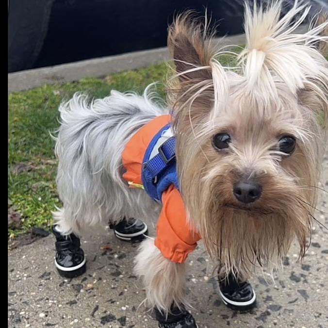 Enlarge Yaga, a Adoptable Yorkshire Terrier in Tunkhannock, PA image 6/6