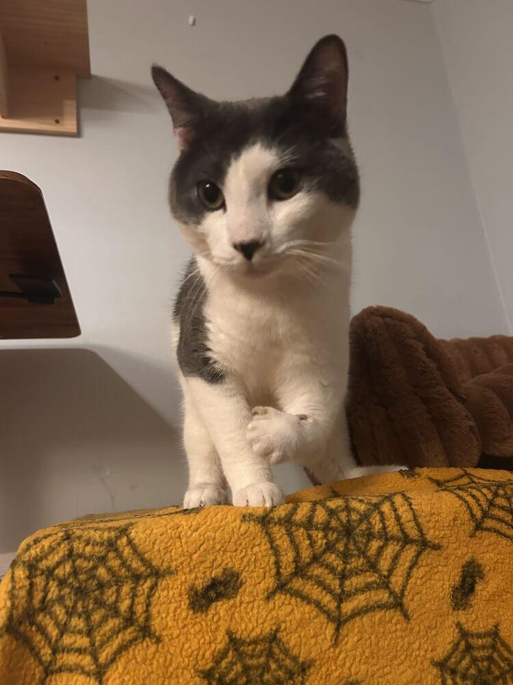 Gilbert, Adoptable, Adult Male Domestic Short Hair.
