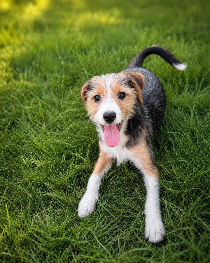 Cider, Adoptable, Puppy Female Beagle & Mixed Breed.
