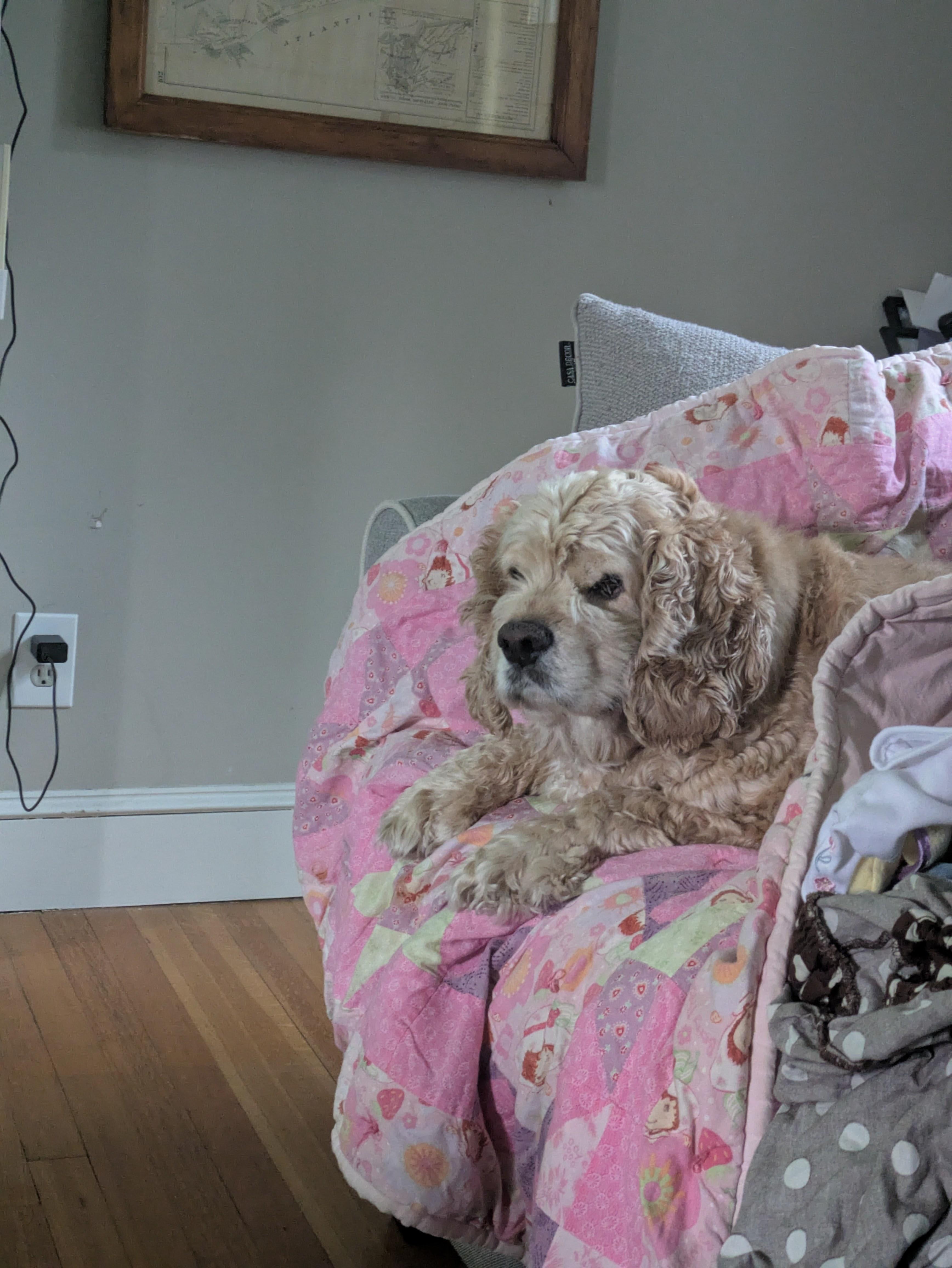 Enlarge Bentley, a Adoptable Cocker Spaniel in Greenfield, NH image 3/3