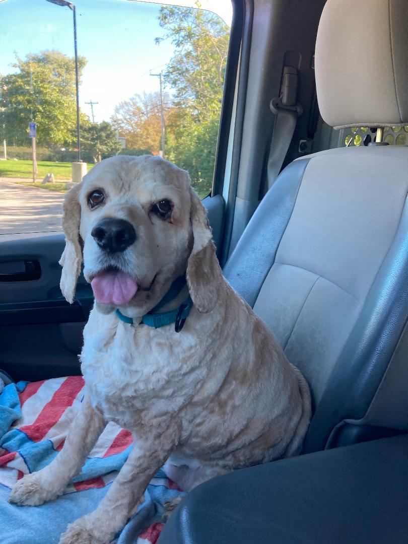 Bentley, Adoptable, Adult Male Cocker Spaniel.