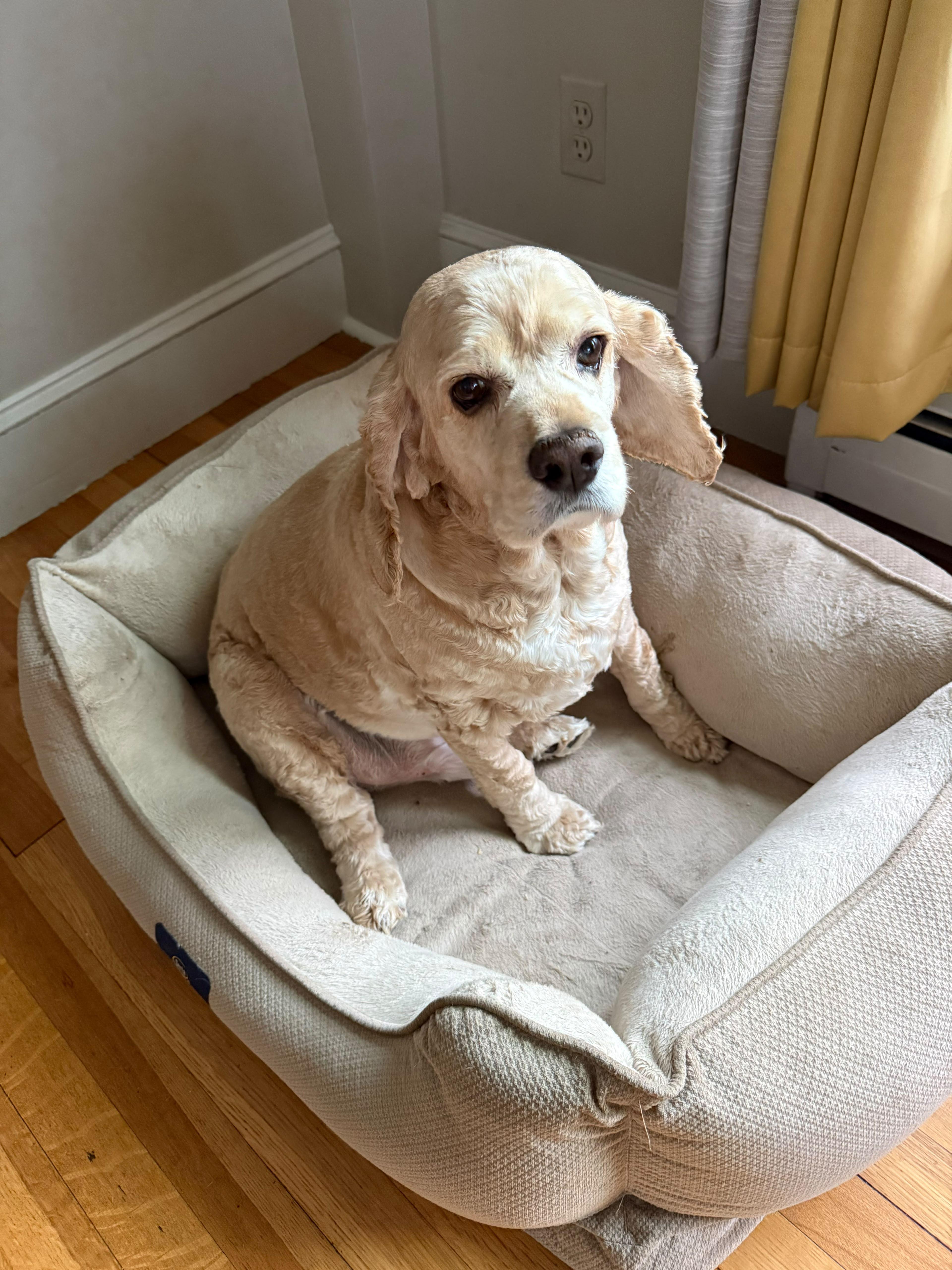 Enlarge Bentley, a Adoptable Cocker Spaniel in Greenfield, NH image 2/3