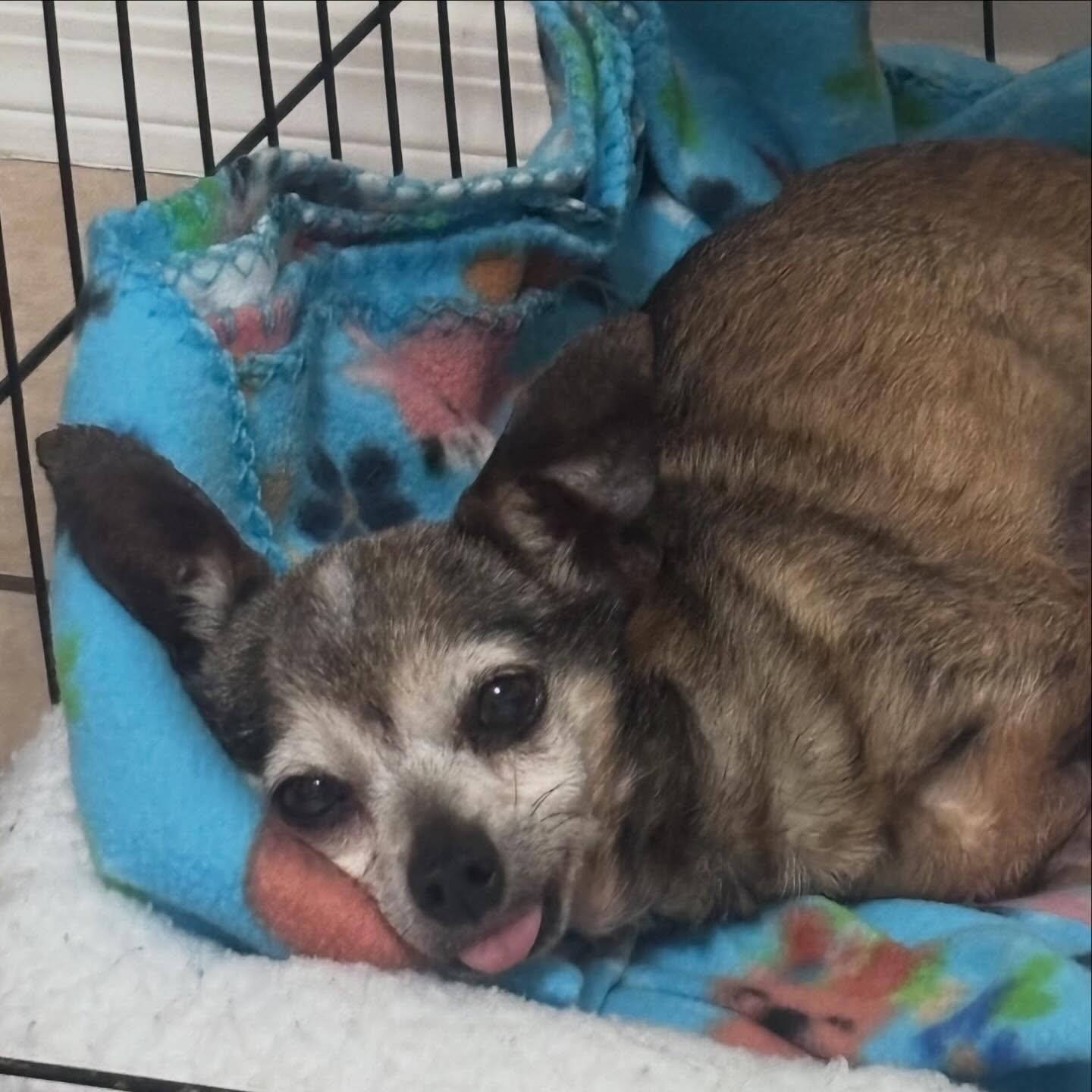 Enlarge Princess Sadie , an adoptable Chihuahua in Marana, AZ image 5/5