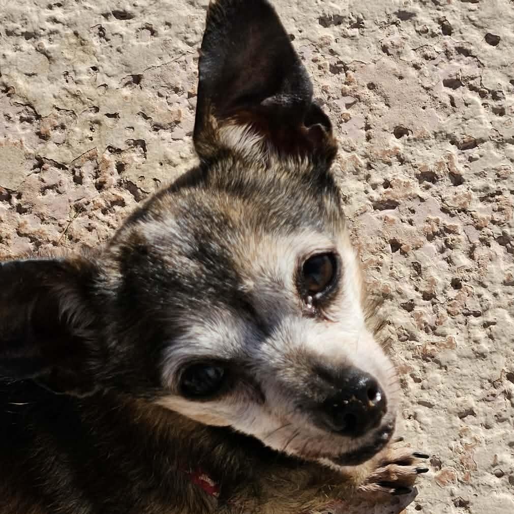 Enlarge Princess Sadie , an adoptable Chihuahua in Marana, AZ image 4/5