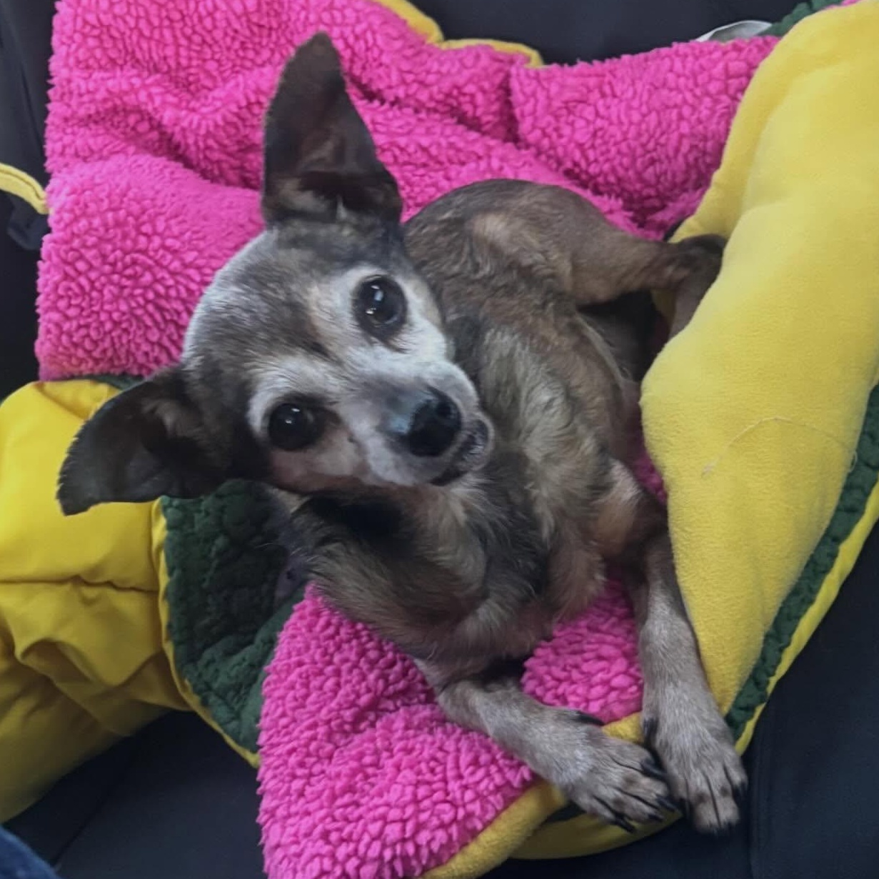 Enlarge Princess Sadie , an adoptable Chihuahua in Marana, AZ image 3/5