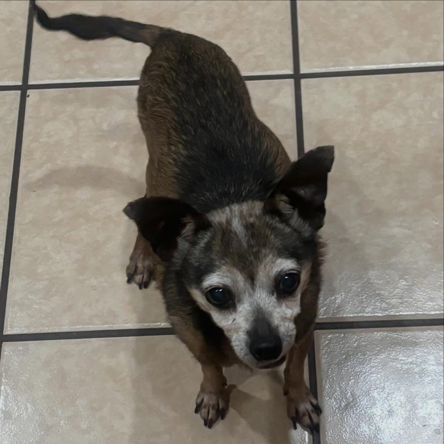 Enlarge Princess Sadie , an adoptable Chihuahua in Marana, AZ image 2/5