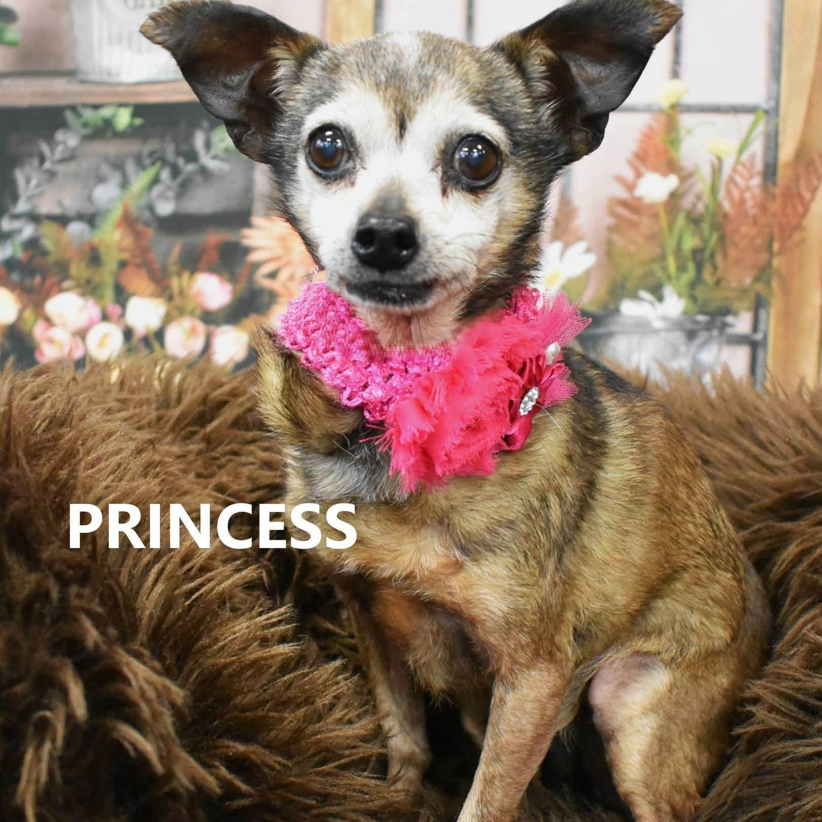 Princess Sadie , ADOPTABLE, Senior Female Chihuahua.