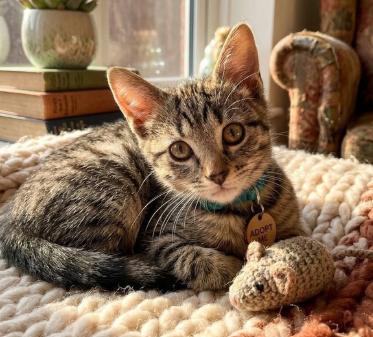 Tiger, a ADOPTABLE American Shorthair in Union City, NJ image 4/6