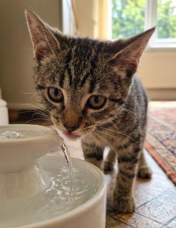 Tiger, a ADOPTABLE American Shorthair in Union City, NJ image 5/6