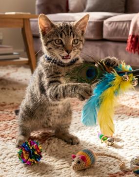 Tiger, ADOPTABLE, Kitten Male American Shorthair.
