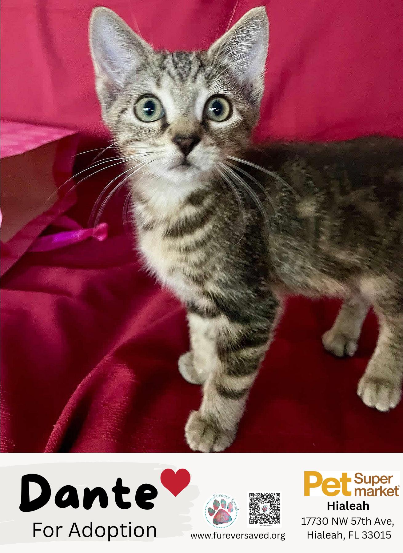 Dante, ADOPTABLE, Kitten Male Domestic Short Hair.