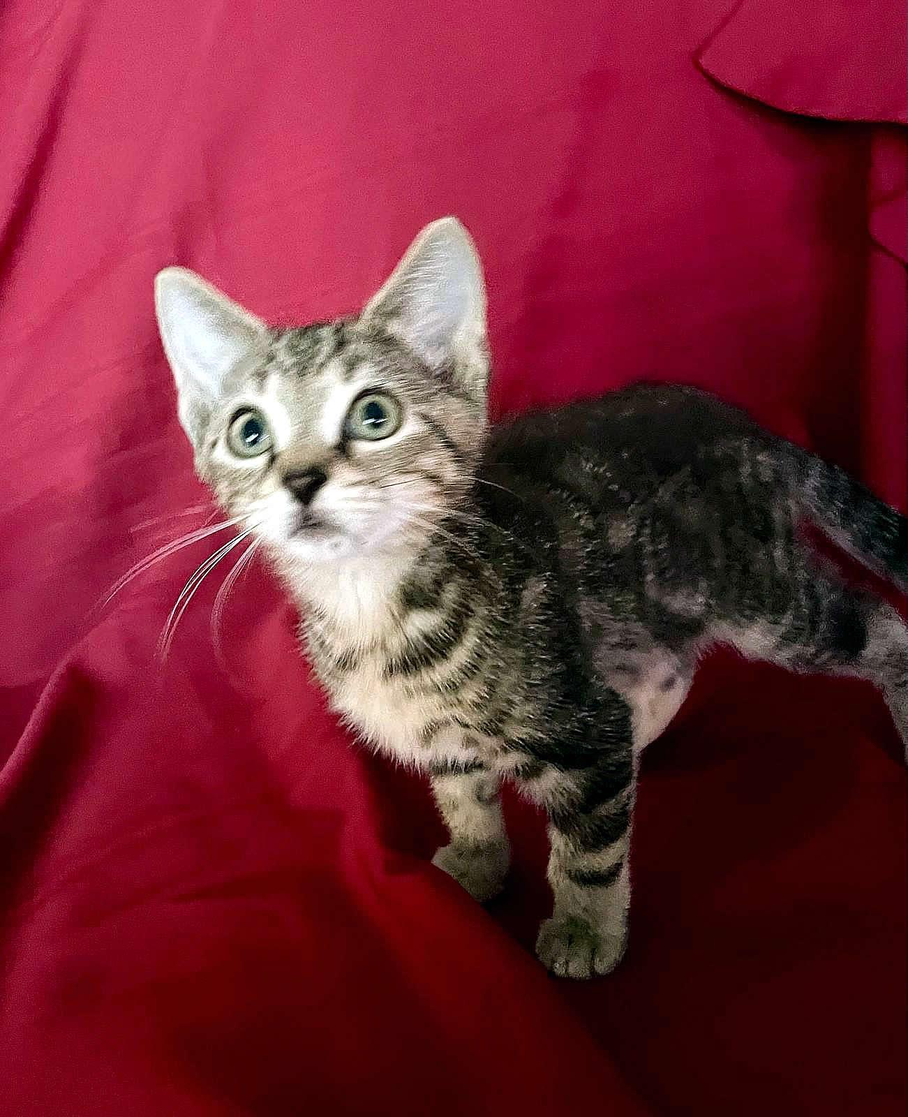 Enlarge Dante, a ADOPTABLE Domestic Short Hair in Miami, FL image 4/6