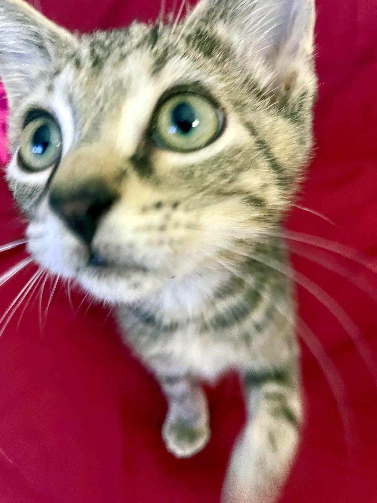 Enlarge Dante, a ADOPTABLE Domestic Short Hair in Miami, FL image 2/6