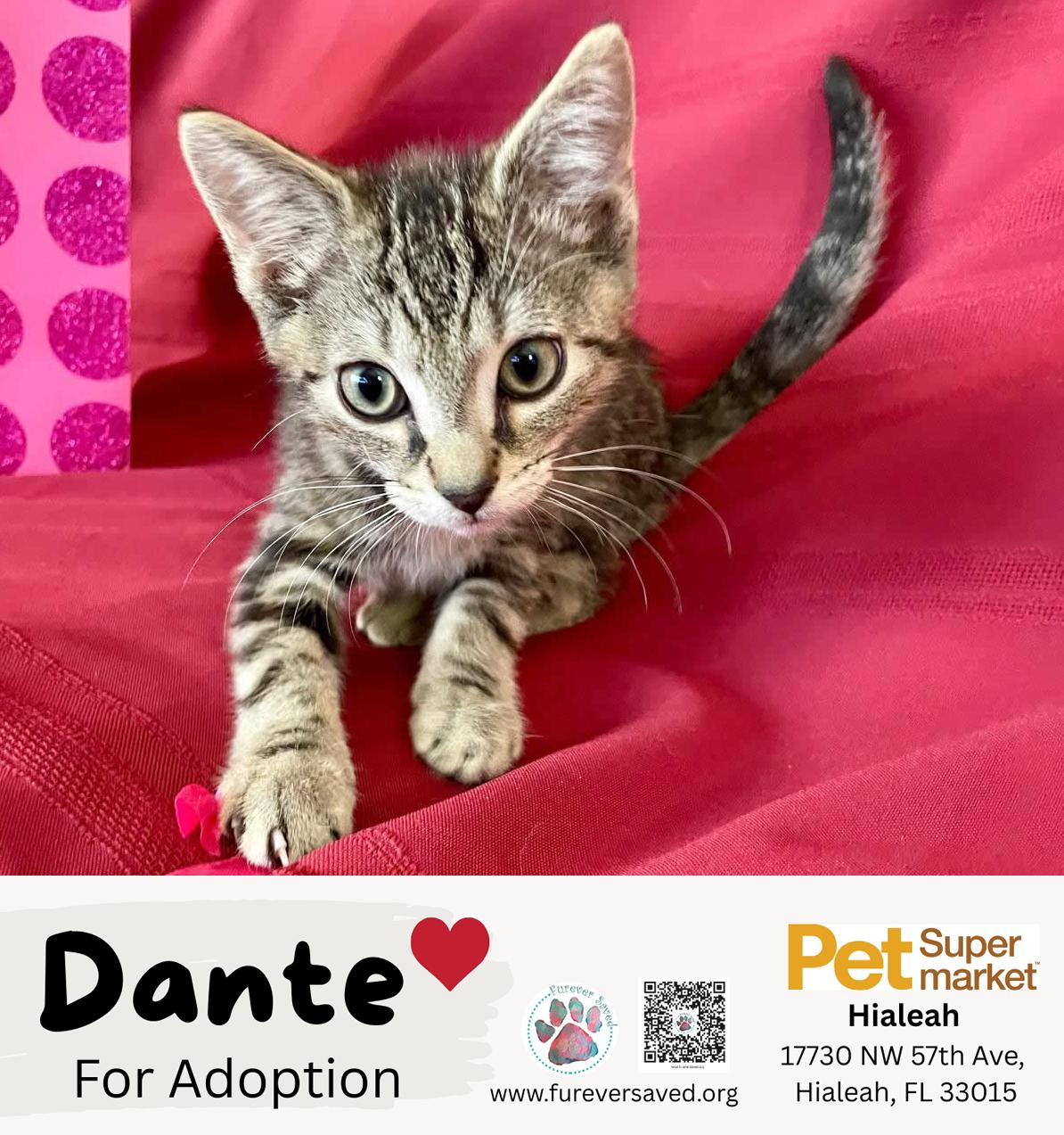 Enlarge Dante, a ADOPTABLE Domestic Short Hair in Miami, FL image 3/6