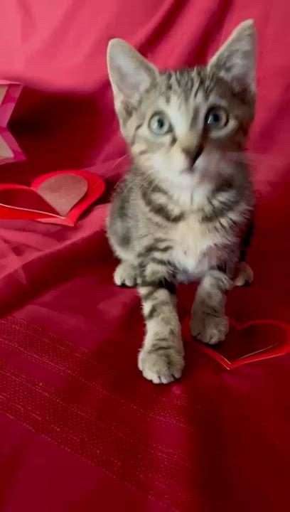 Enlarge Dante, a ADOPTABLE Domestic Short Hair in Miami, FL video 6/6