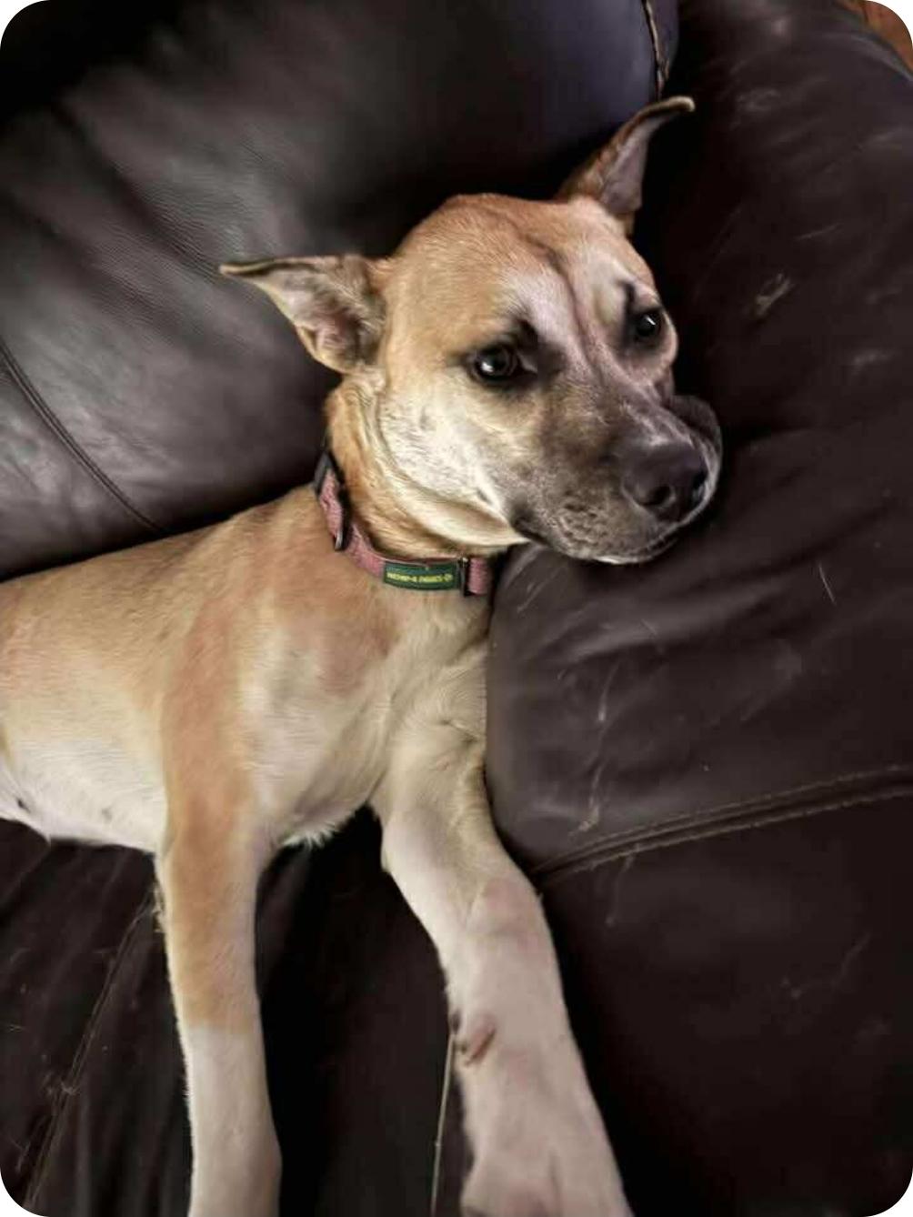 Enlarge Lucinda, a Adoptable mixed breed in Winnipeg, MB image 1/3