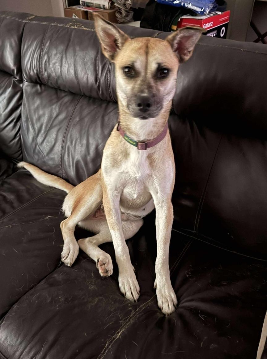 Enlarge Lucinda, a Adoptable mixed breed in Winnipeg, MB image 2/3