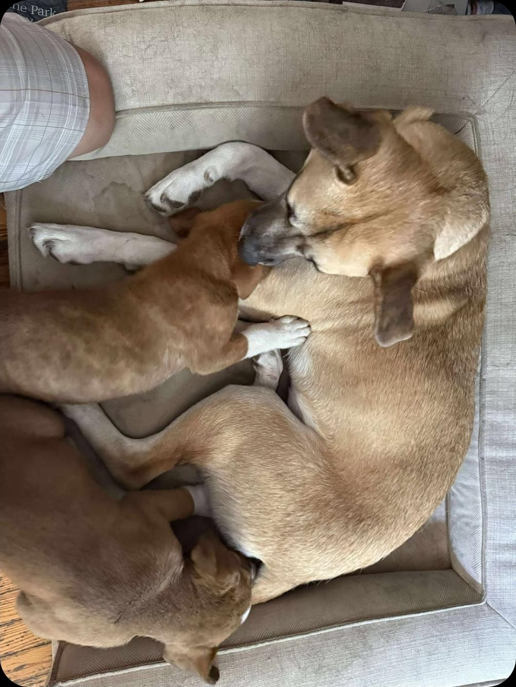 Enlarge Lucinda, a Adoptable mixed breed in Winnipeg, MB image 3/3