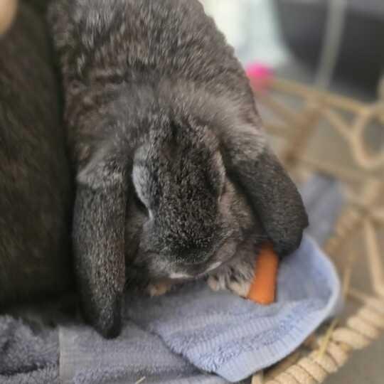 Button, Adoptable, Baby Female Mini Lop.