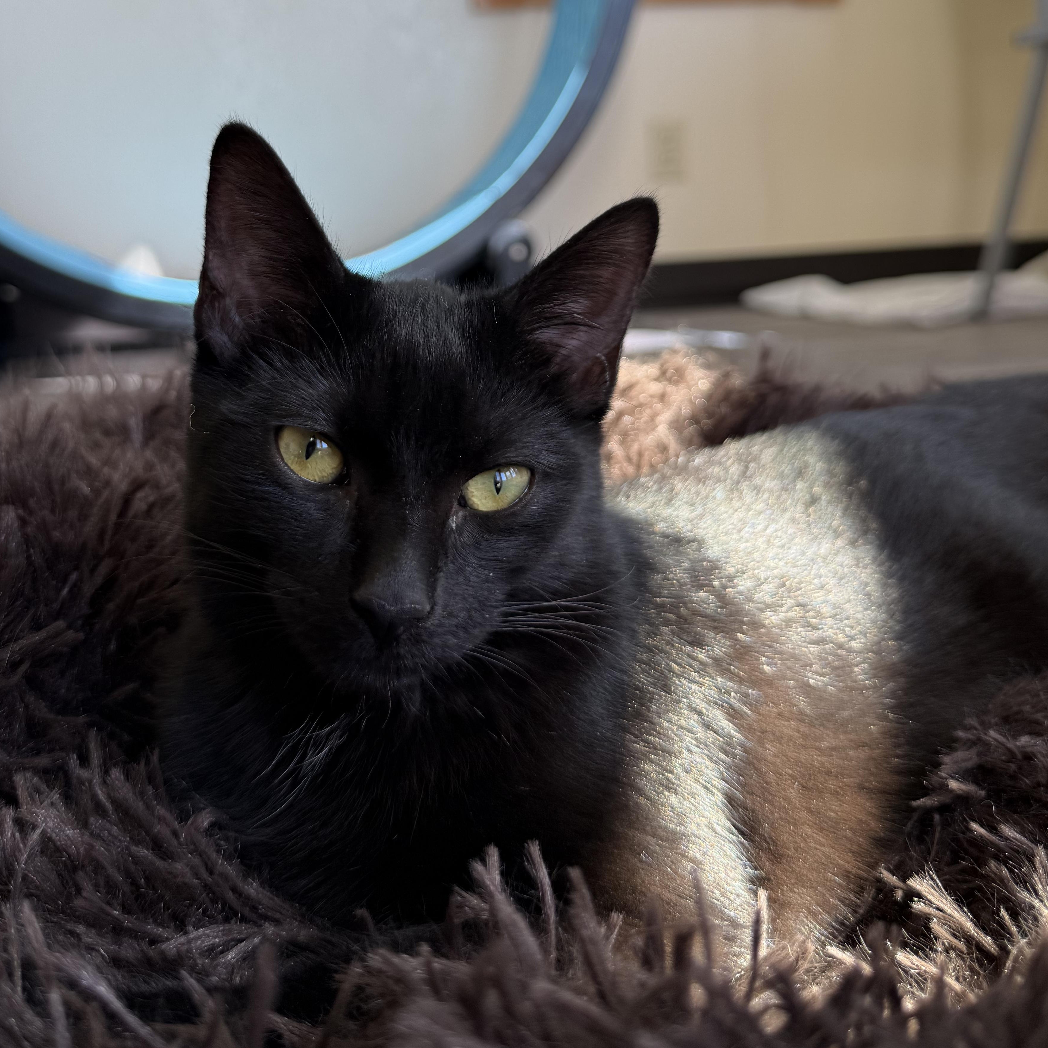 Enlarge Lucy, a Adoptable Domestic Short Hair in Ridgway, CO image 5/5