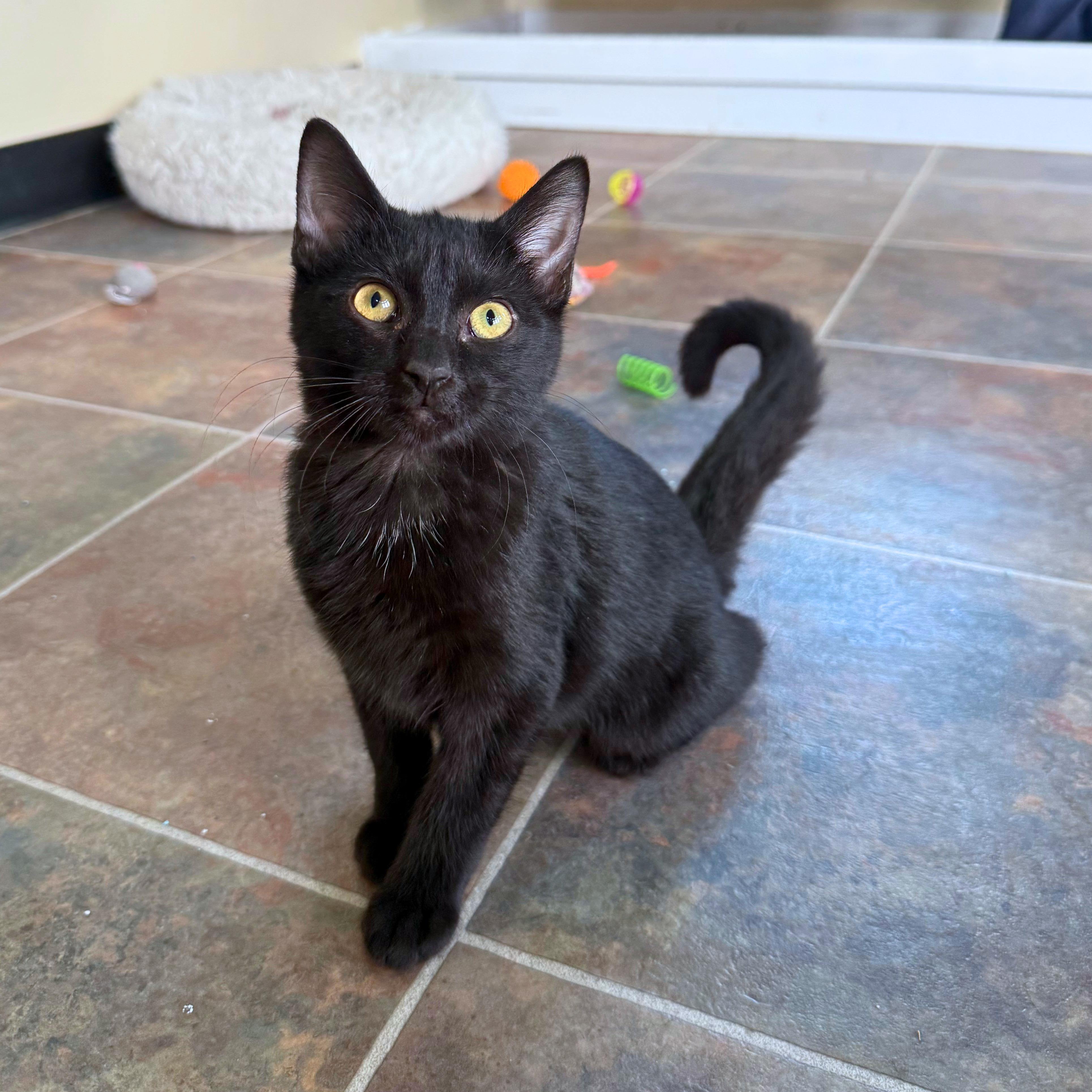 Lucy, a Adoptable Domestic Short Hair in Ridgway, CO image 4/5