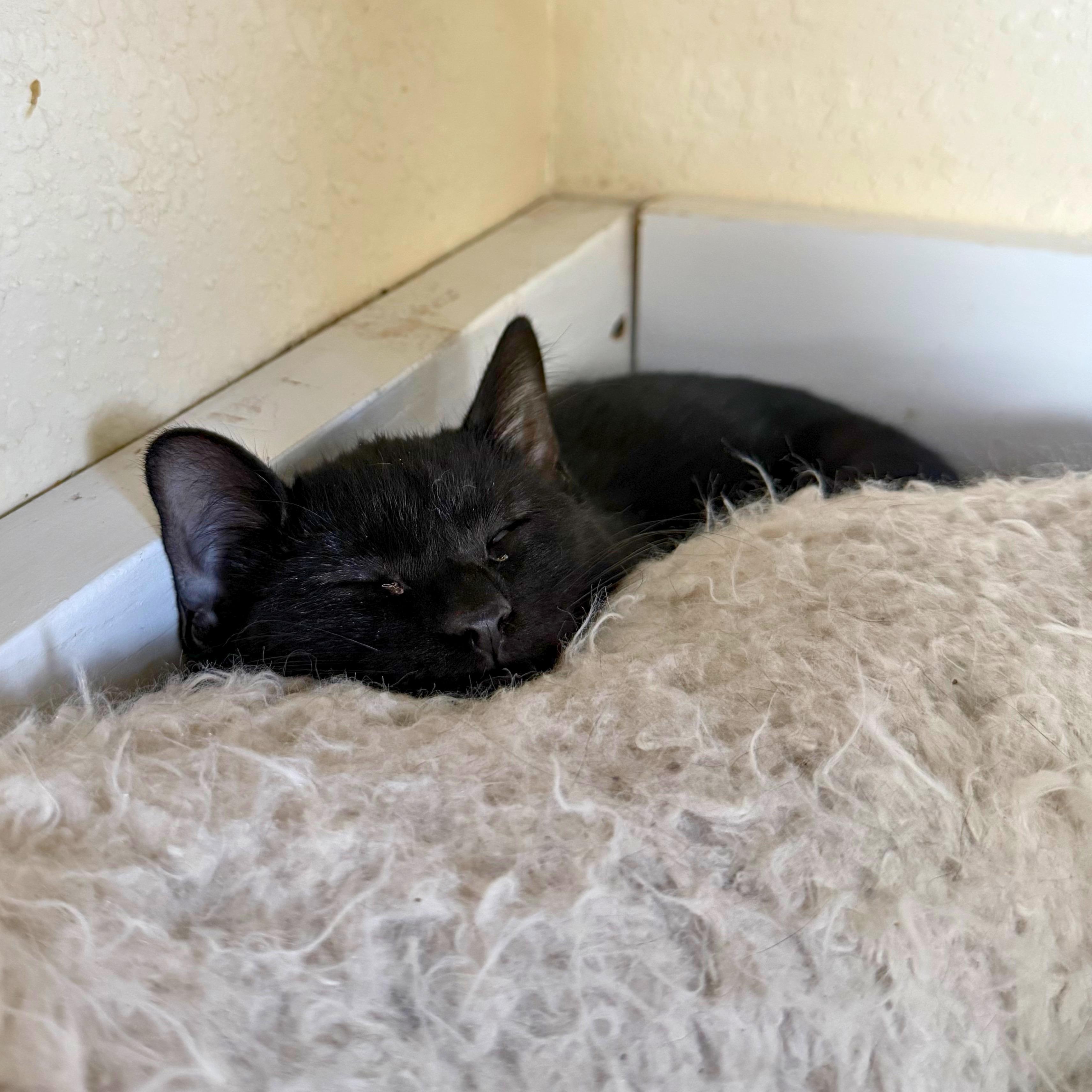 Lucy, a Adoptable Domestic Short Hair in Ridgway, CO image 3/5
