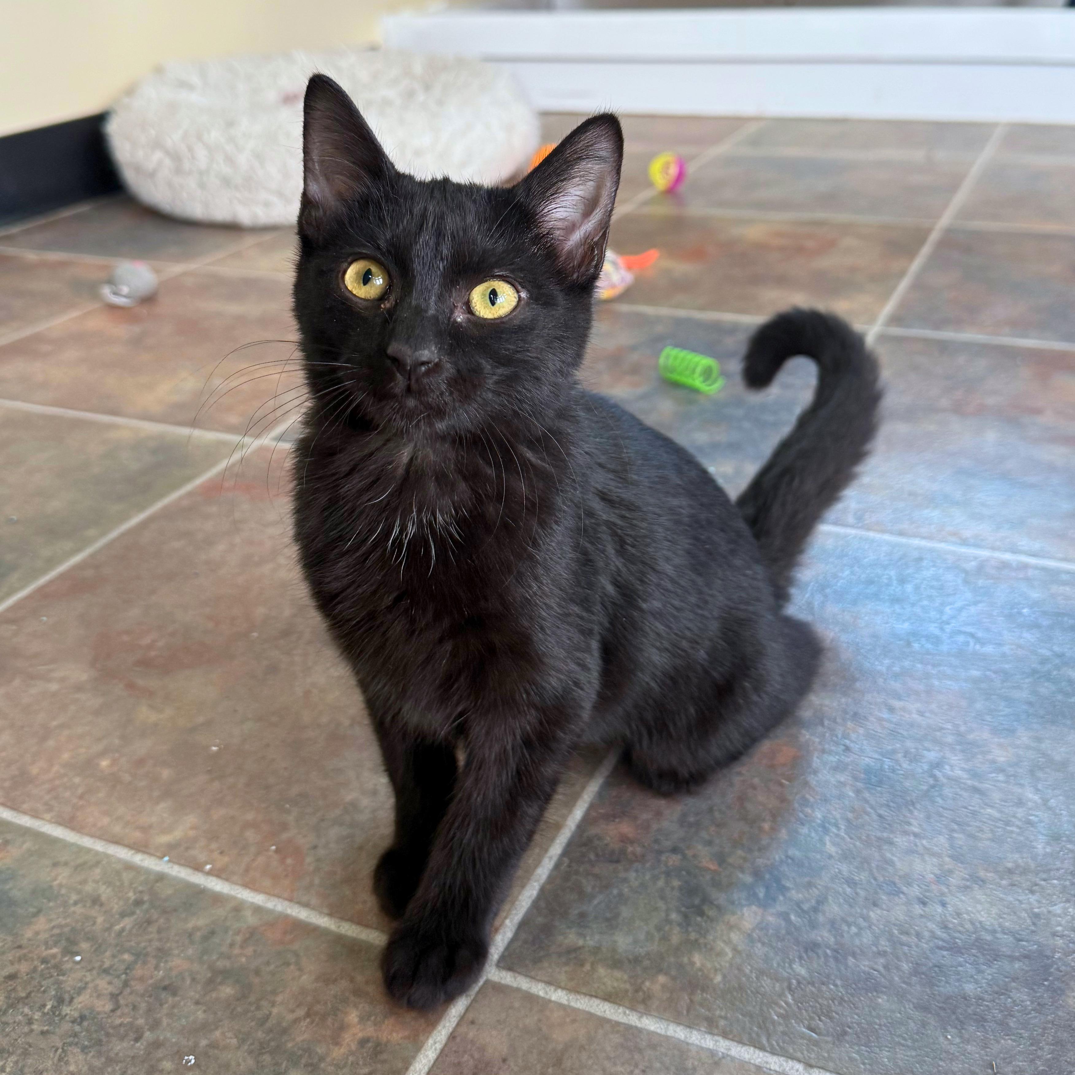 Lucy, a Adoptable Domestic Short Hair in Ridgway, CO image 1/5