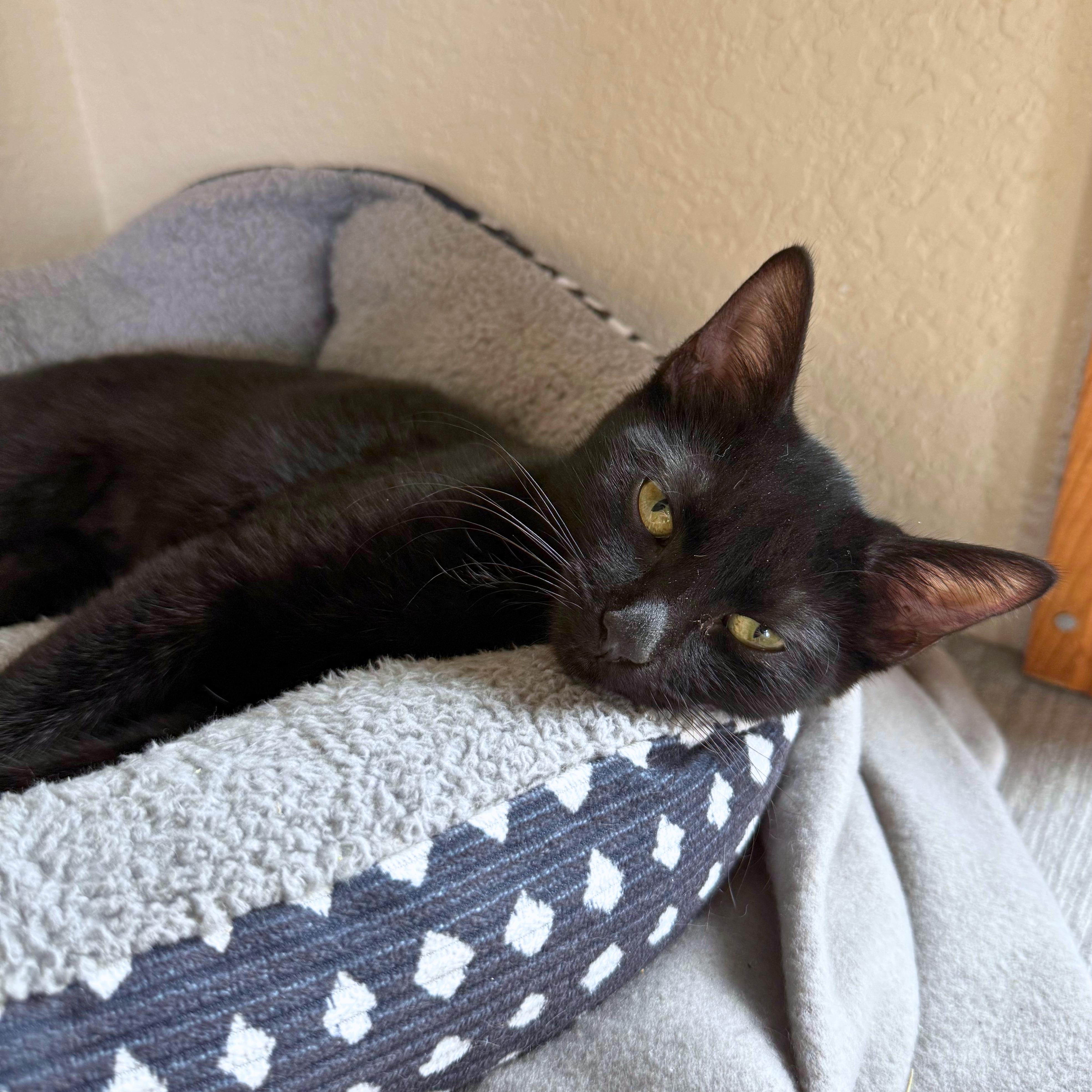 Lucy, a Adoptable Domestic Short Hair in Ridgway, CO image 2/5