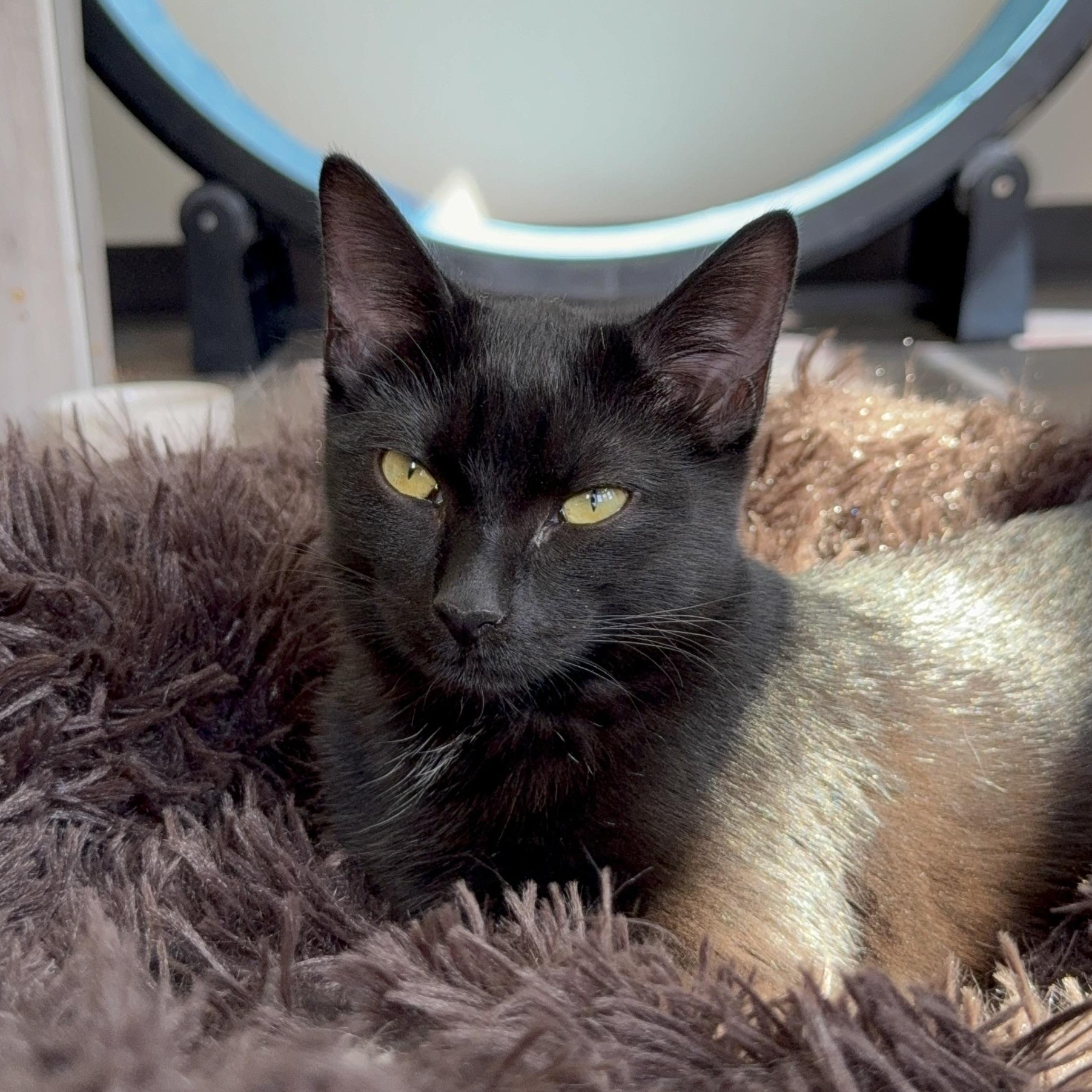 Lucy, Adoptable, Kitten Female Domestic Short Hair.