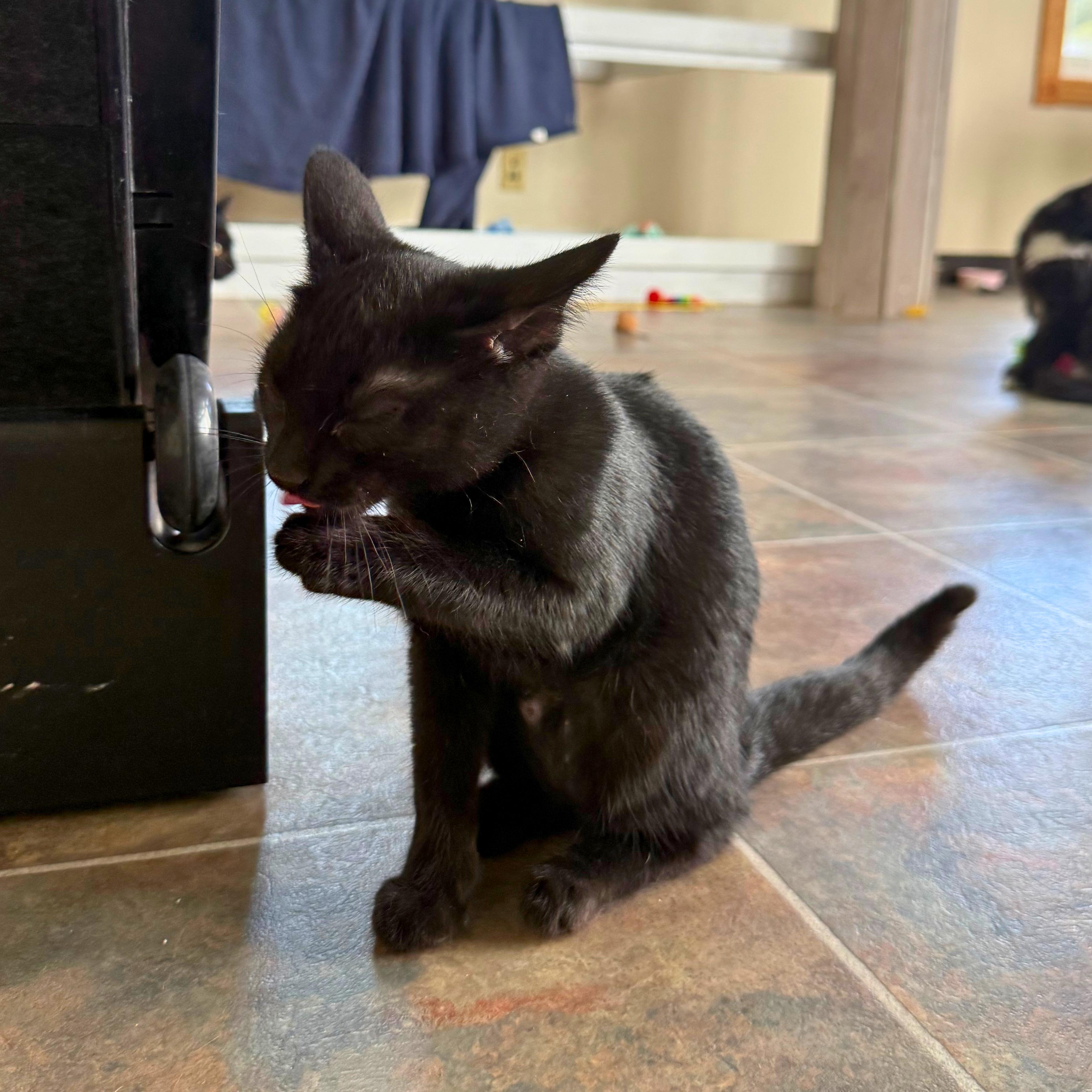 Lucy, a Adoptable Domestic Short Hair in Ridgway, CO image 5/5
