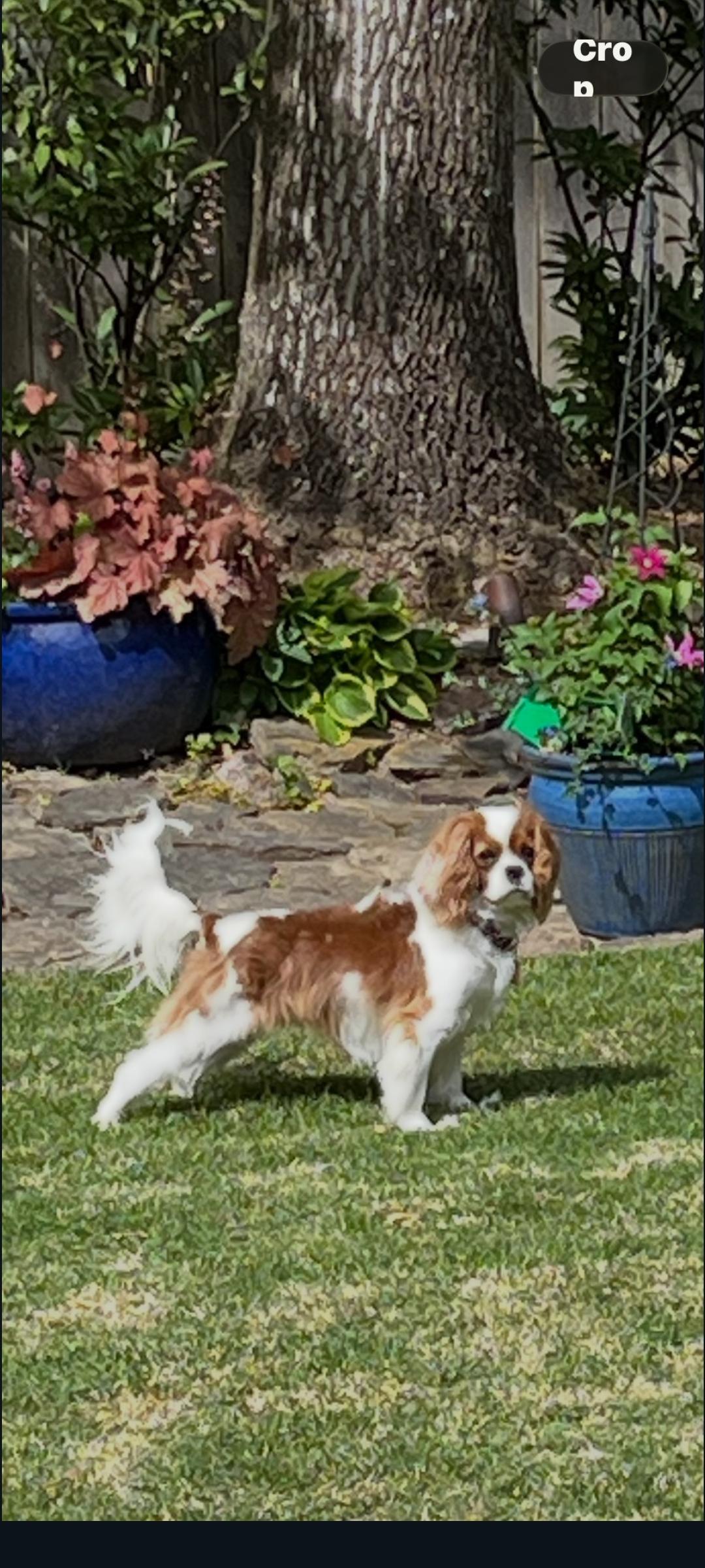 Enlarge Daisy, a Adoptable Cavalier King Charles Spaniel in Catlettsburg, KY image 2/4