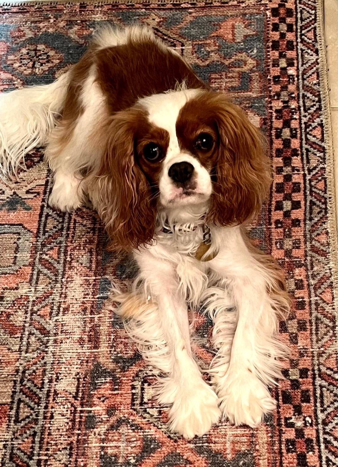 Daisy, Adoptable, Young Female Cavalier King Charles Spaniel.