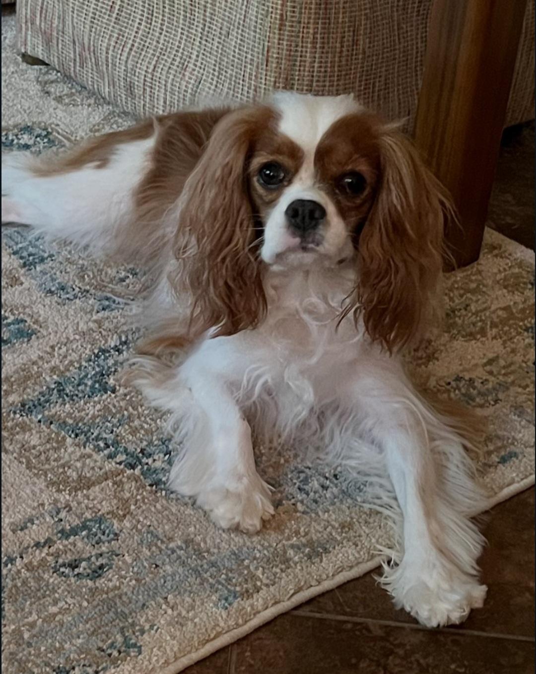 Enlarge Daisy, a Adoptable Cavalier King Charles Spaniel in Catlettsburg, KY image 4/4
