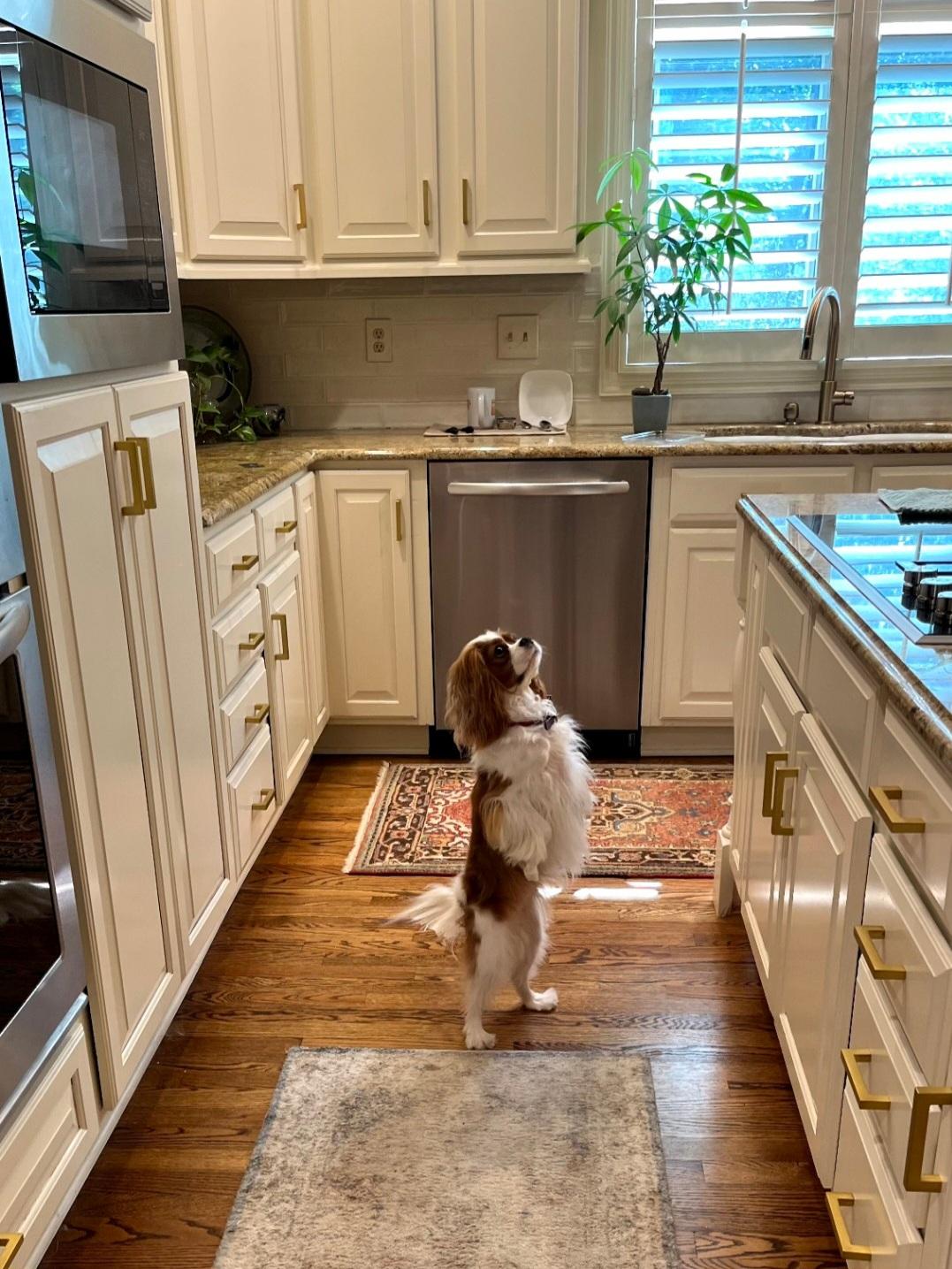 Enlarge Daisy, a Adoptable Cavalier King Charles Spaniel in Catlettsburg, KY image 3/4