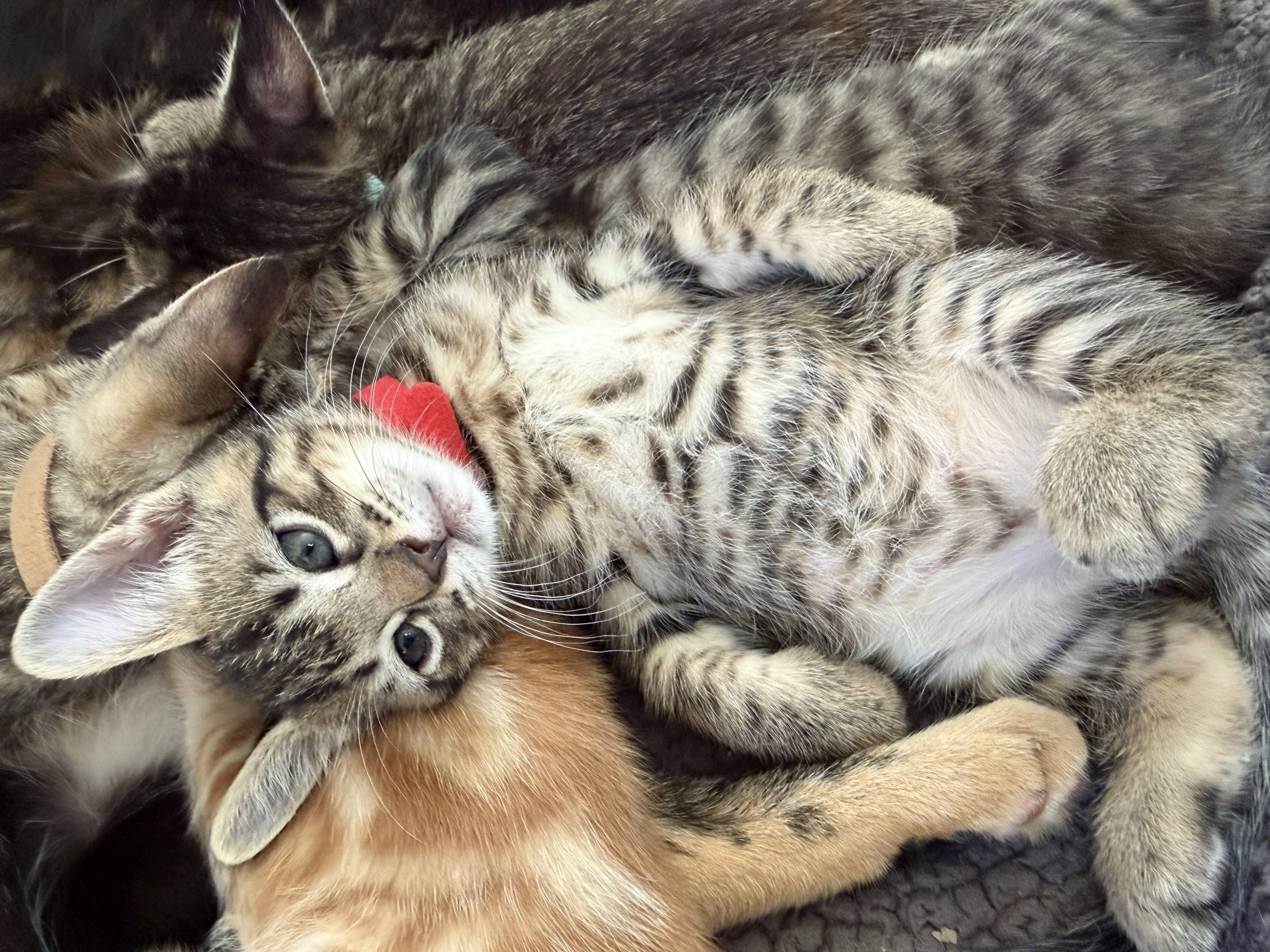 Coyote, Adopted, Kitten Male Domestic Short Hair.