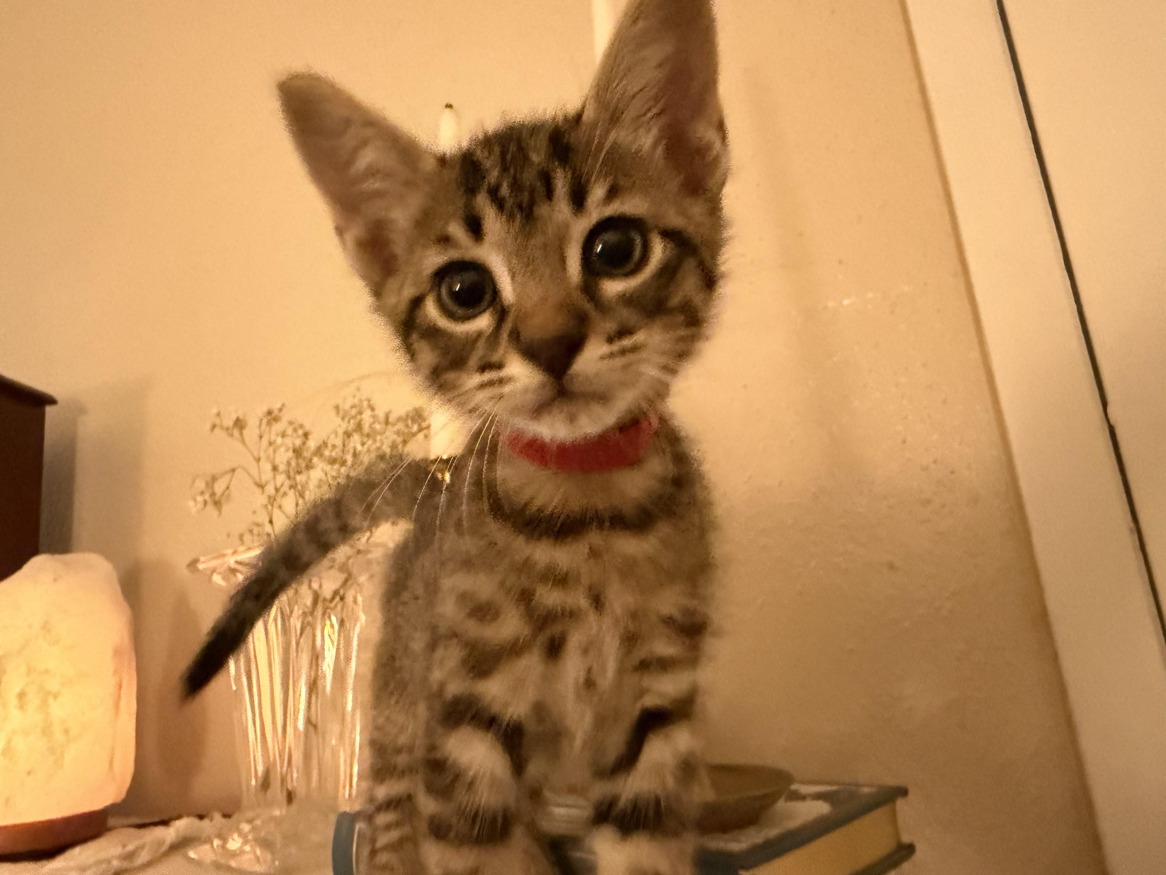 Enlarge Coyote, a Adopted Domestic Short Hair in Bryan, TX image 3/4