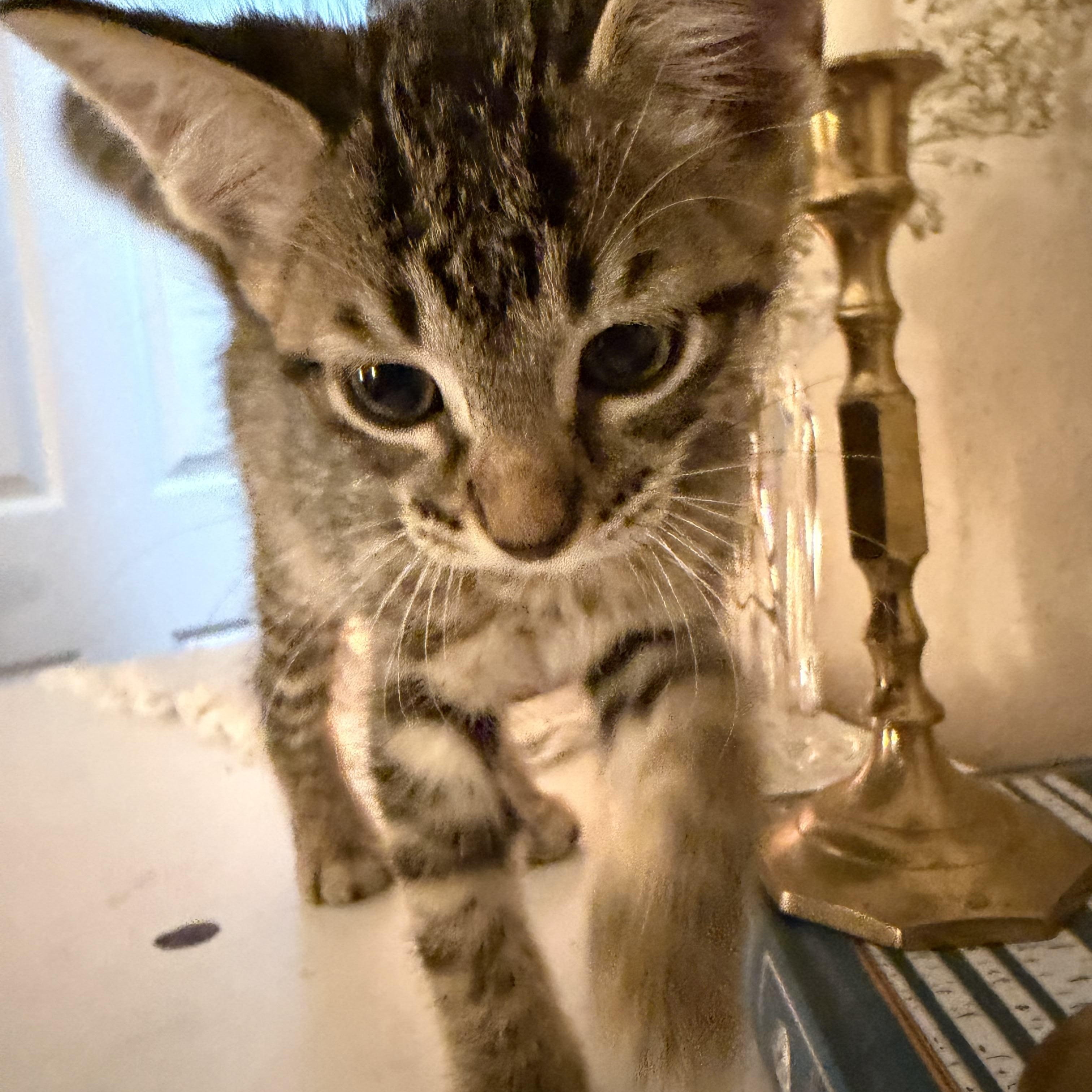 Enlarge Coyote, a Adopted Domestic Short Hair in Bryan, TX image 2/4