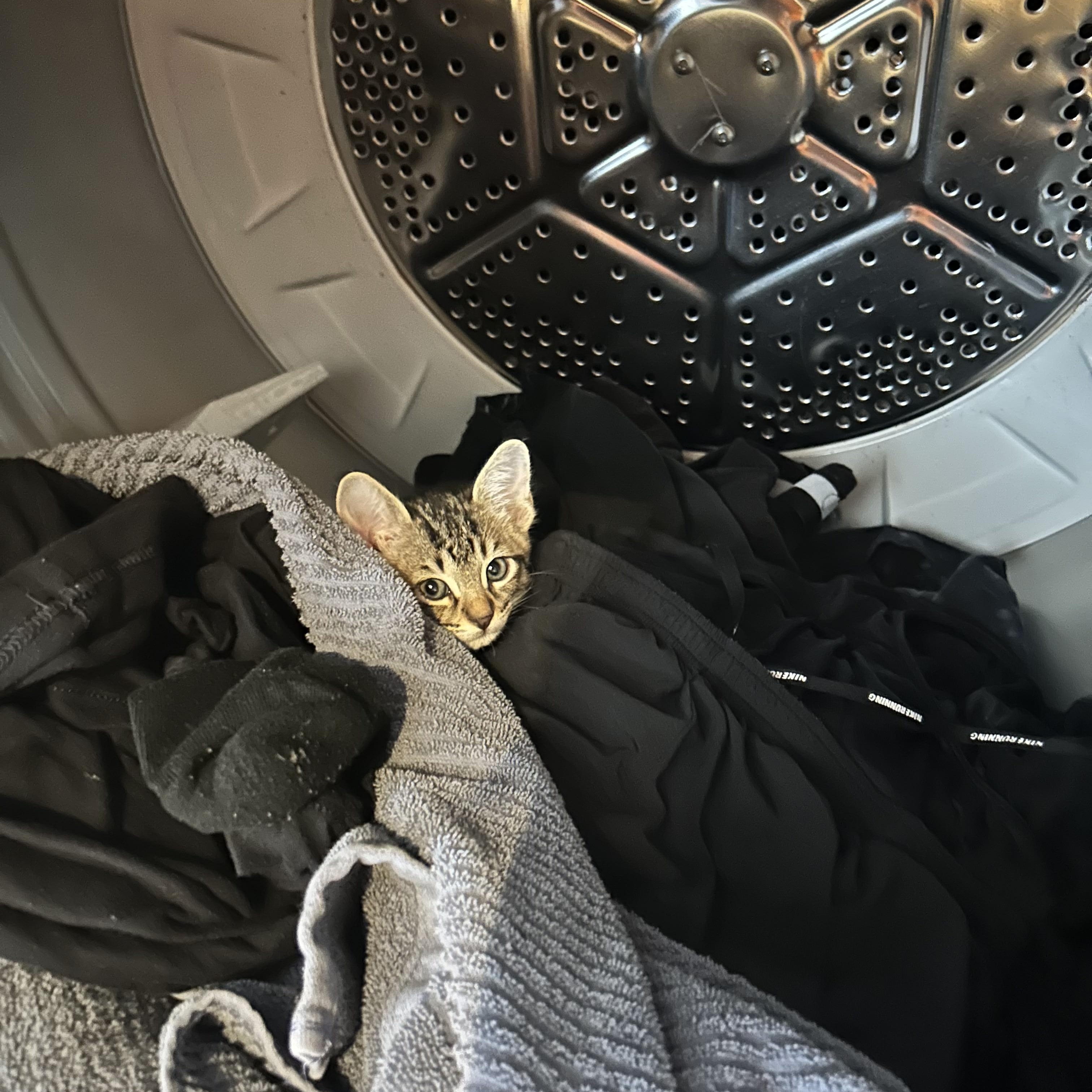 Enlarge Coyote, a Adopted Domestic Short Hair in Bryan, TX image 4/4