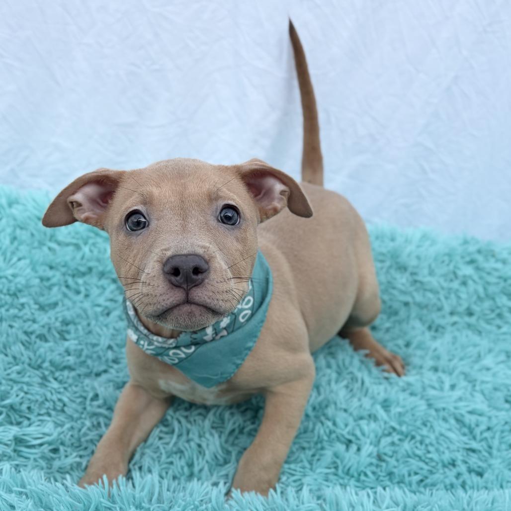Enlarge Zofia, an adopted Mixed Breed in Canal Winchester, OH image 1/1