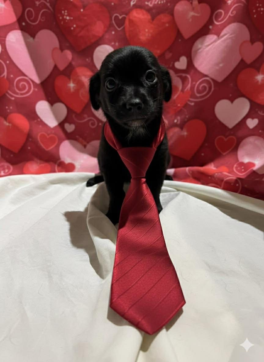 Enlarge Ronnie , an adopted Chihuahua in Justin, TX image 1/2