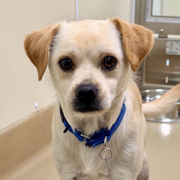 Enlarge Cinthia, a Adoptable mixed breed in Walnut Creek, CA image 1/2
