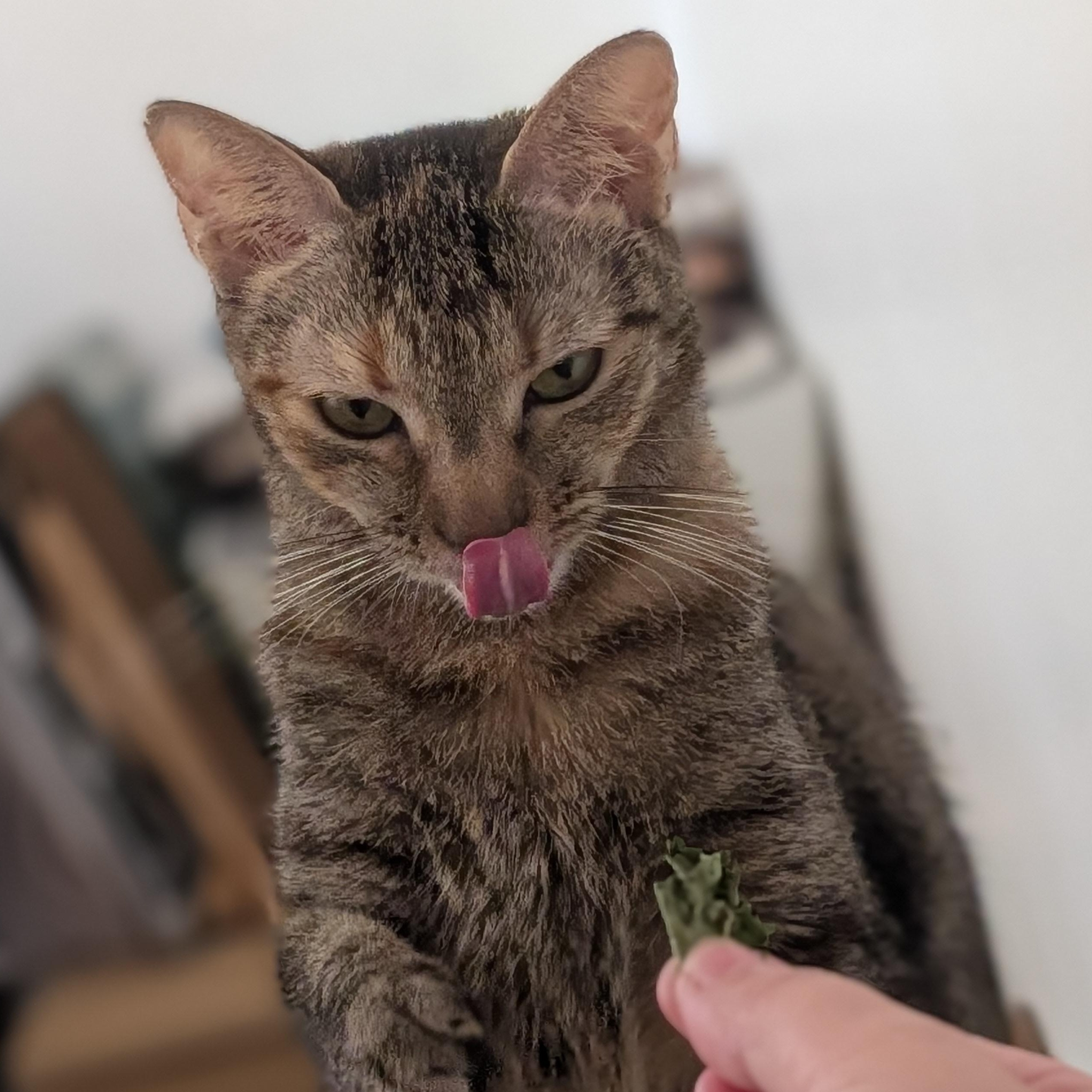 Enlarge Ella, an adopted Domestic Short Hair in Honolulu, HI image 1/6