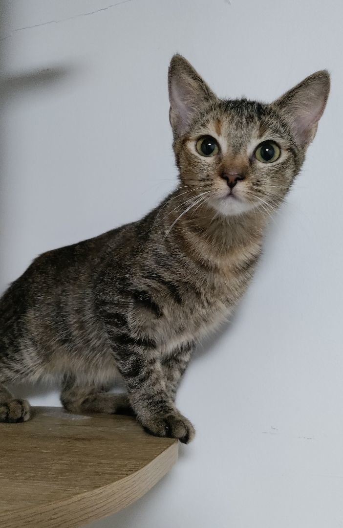 Enlarge Ella, a Adoptable Domestic Short Hair in Honolulu, HI image 2/6
