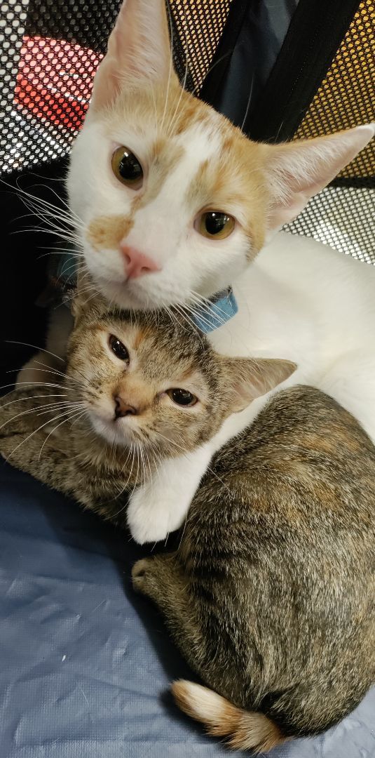 Ella, Adoptable, Young Female Domestic Short Hair.